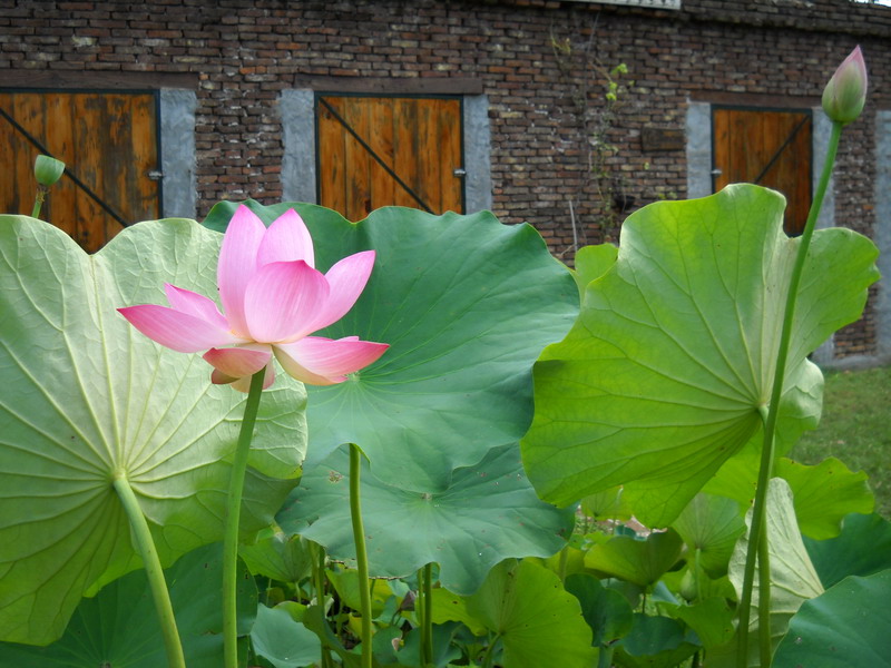 Loto Nelumbo Lotus